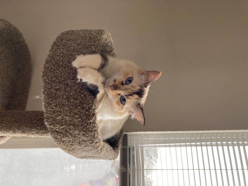 Acai Pulp Facial Scrub - Customer Photo From Paula Duker